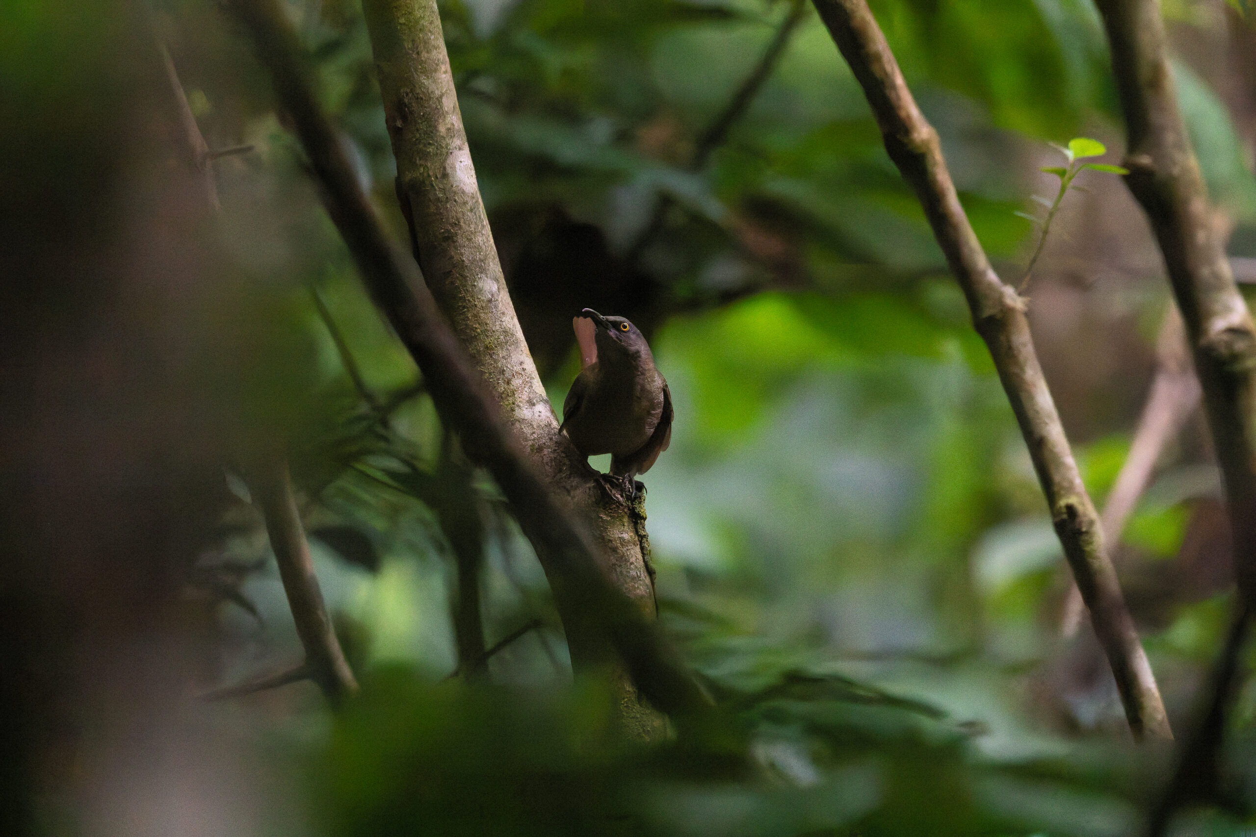 Brown Trembler (image by Diedert Koppenol)