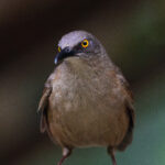 Brown Trembler (image by Diedert Koppenol)