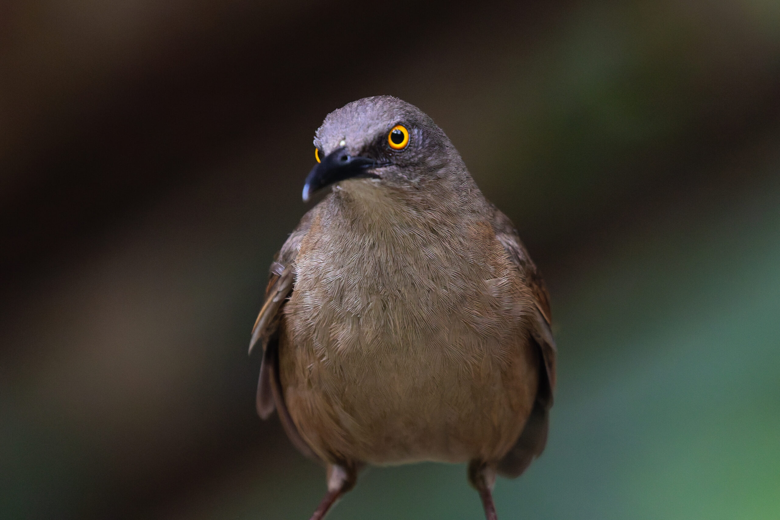 Brown Trembler (image by Diedert Koppenol)