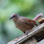 Brown Trembler (image by Diedert Koppenol)