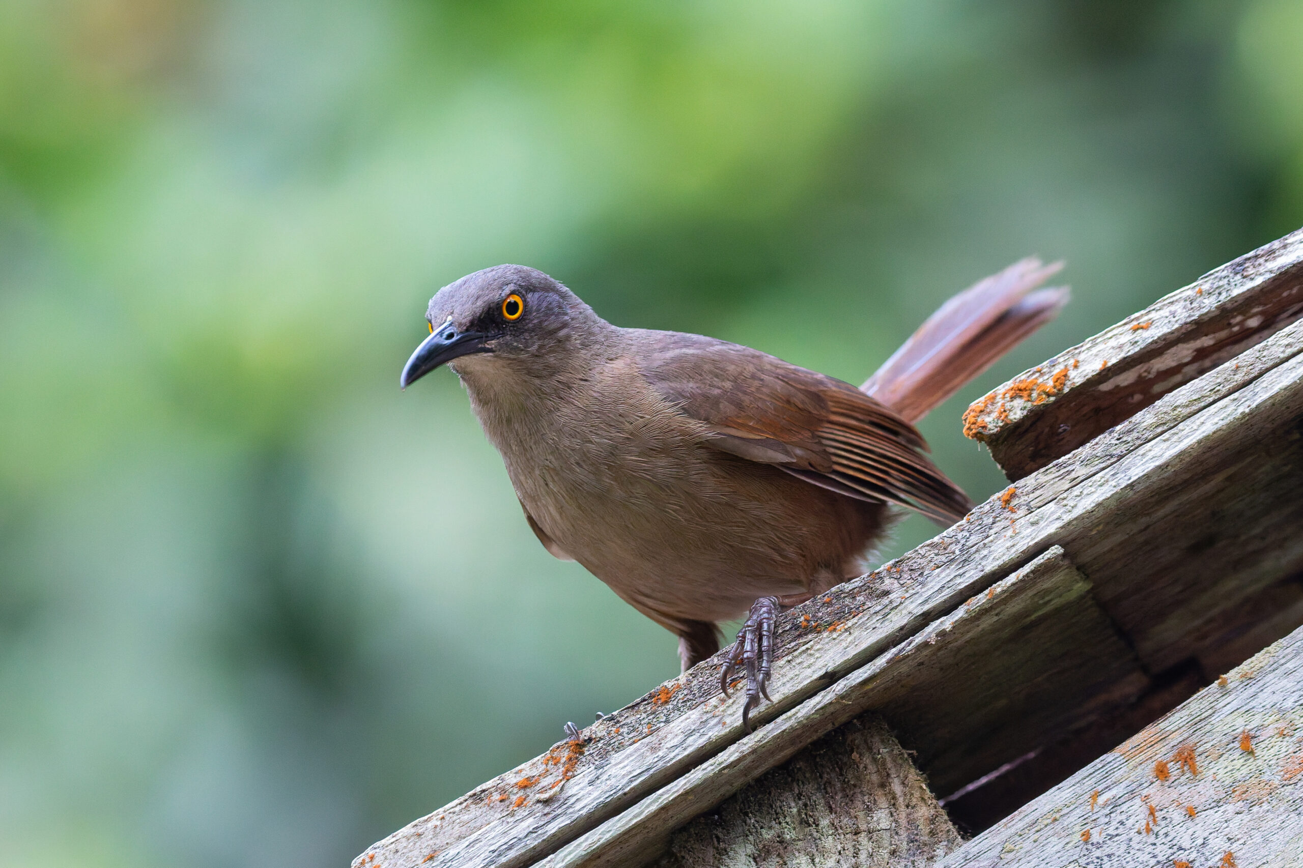 Brown Trembler (image by Diedert Koppenol)