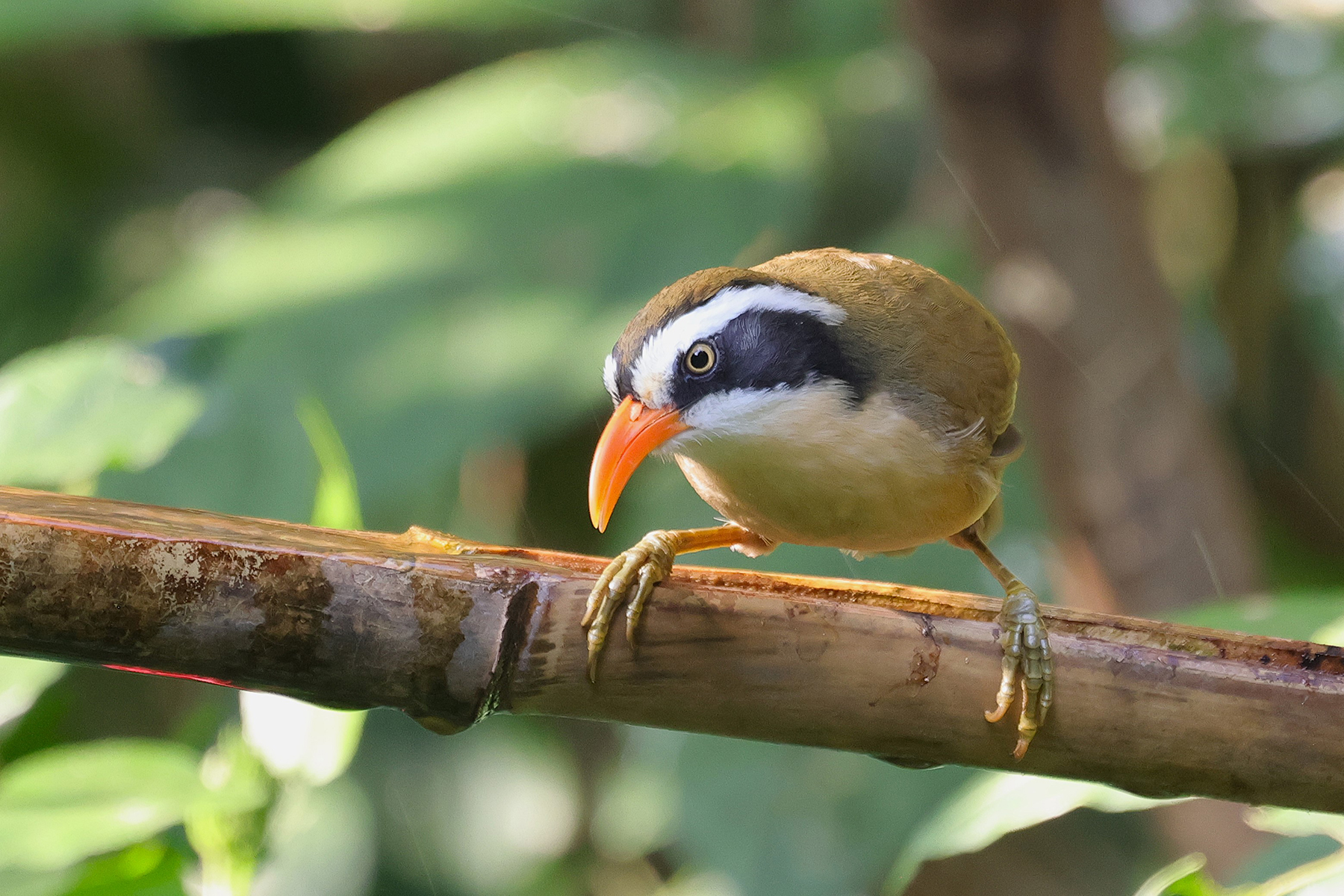 Brown-crowned Scimitar Babbler (image by Hannu Jännes)