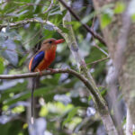Brown-headed Paradise Kingisher (image by Dáni Balla)