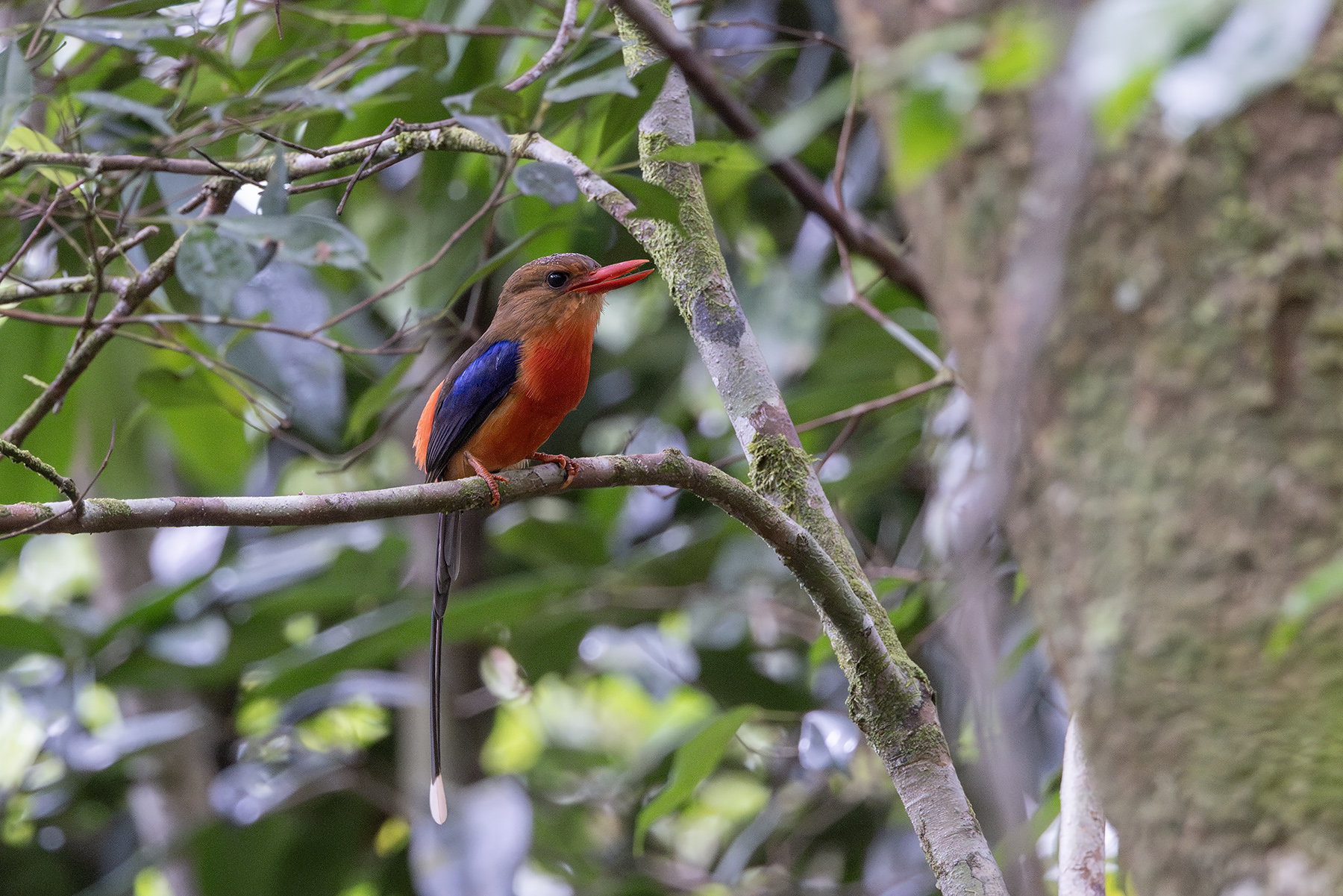 Brown-headed Paradise Kingisher (image by Dáni Balla)