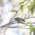 Buff-faced Scrub-wren (image by Dáni Balla)
