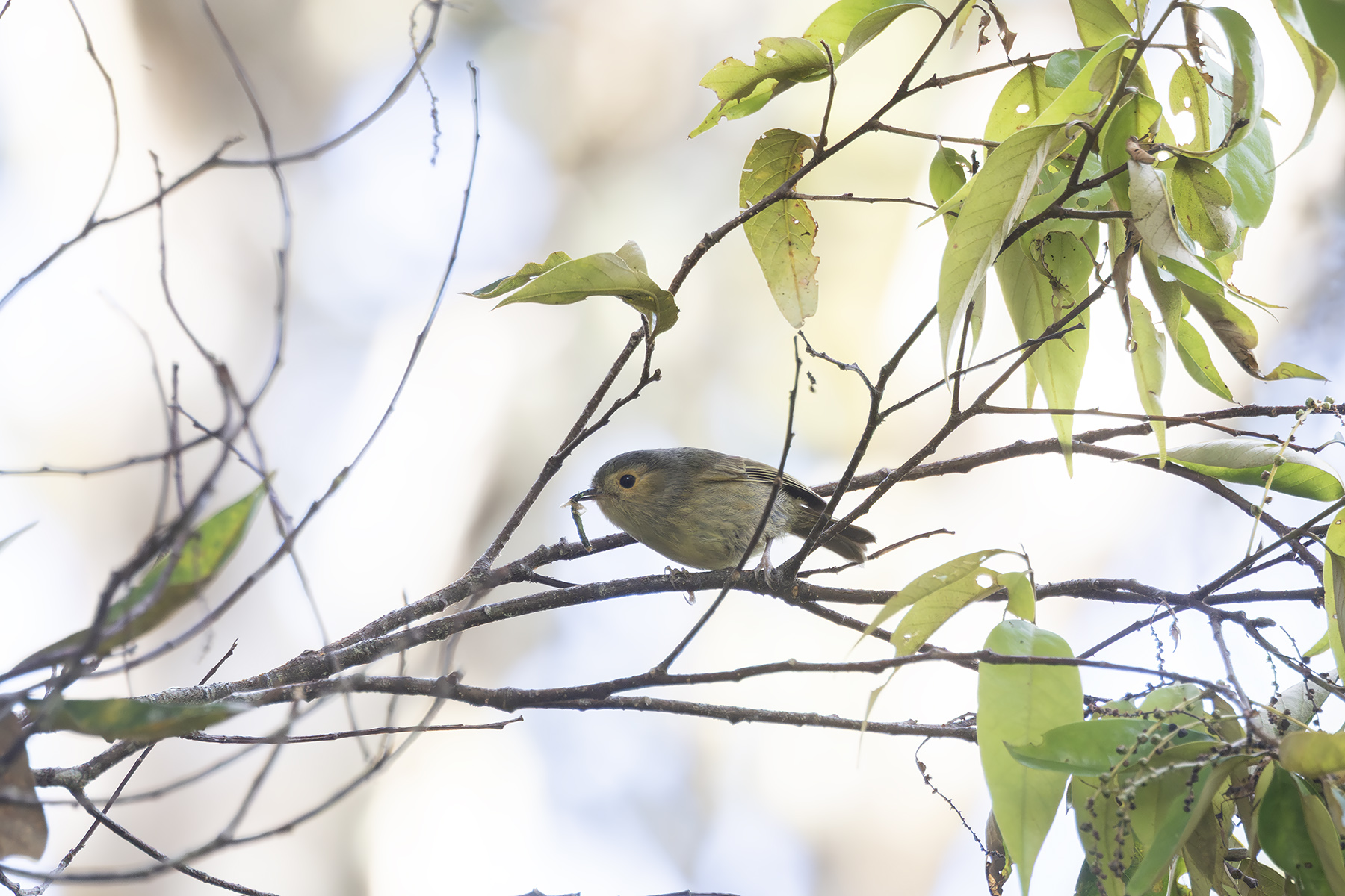 Buff-faced Scrub-wren (image by Dáni Balla)