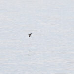 Bulwer's Petrel (image by Diedert Koppenol)