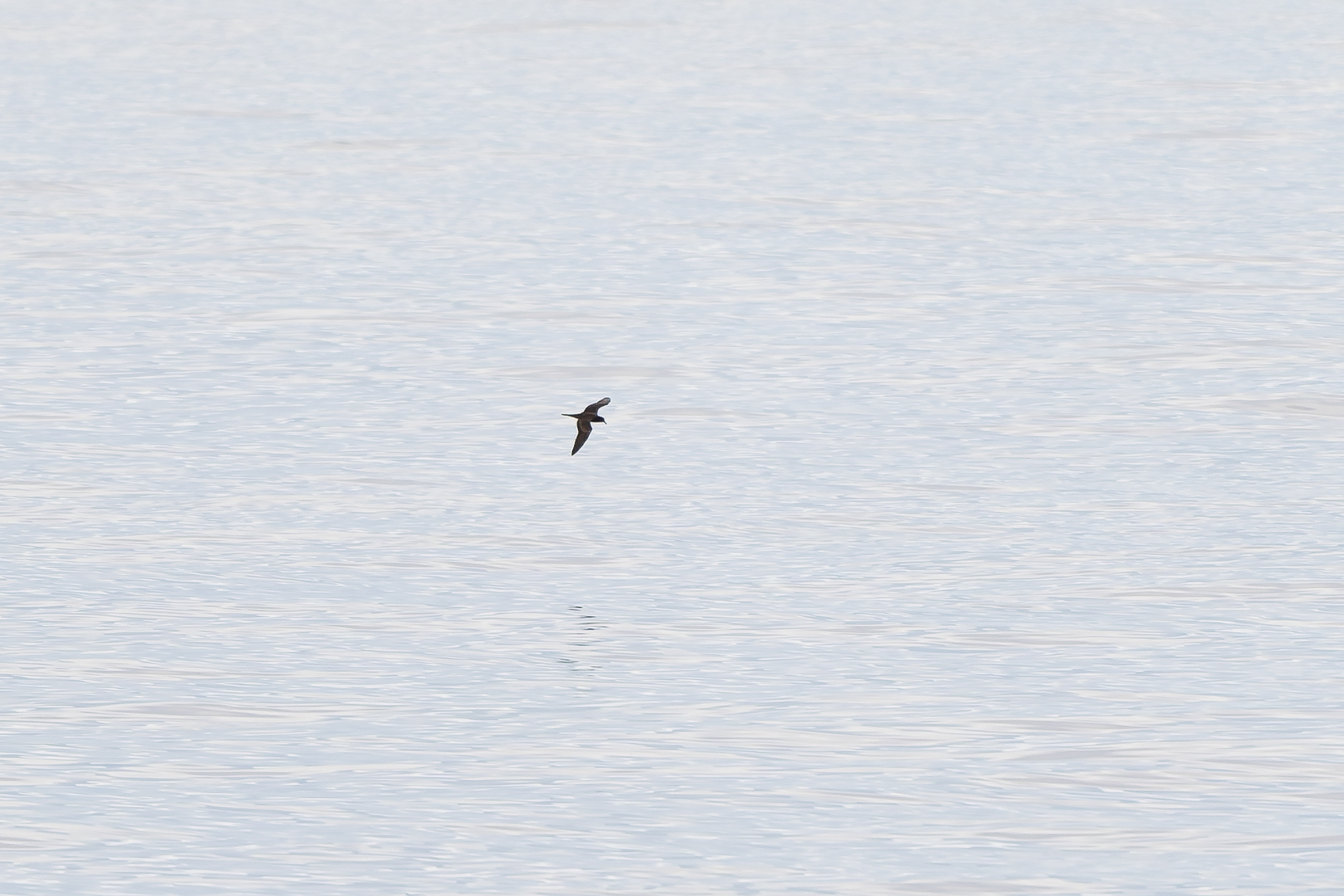 Bulwer's Petrel (image by Diedert Koppenol)