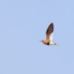 Burchell's Courser (image by Janos Olah)