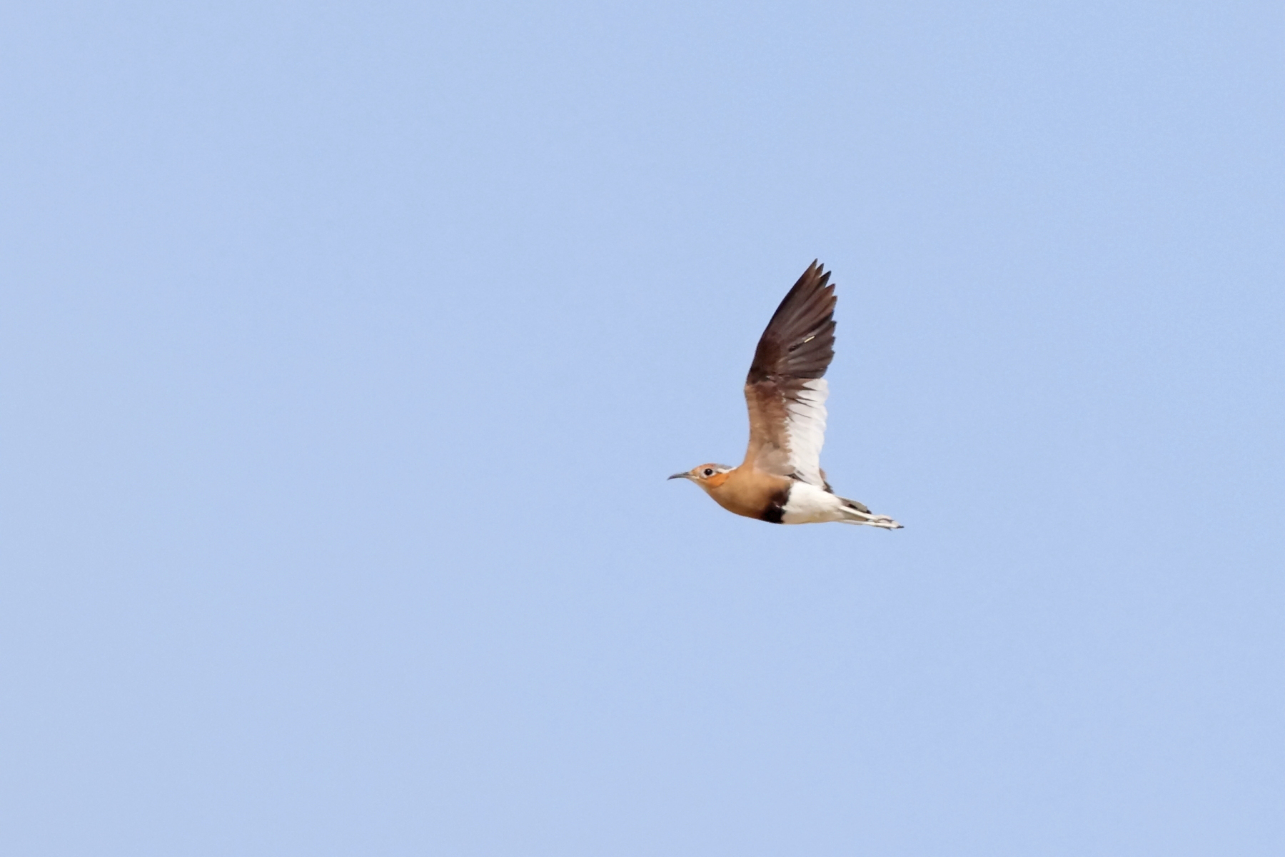 Burchell's Courser (image by Janos Olah)