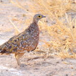 Burchell's Sandgrouse (image by Janos Olah)