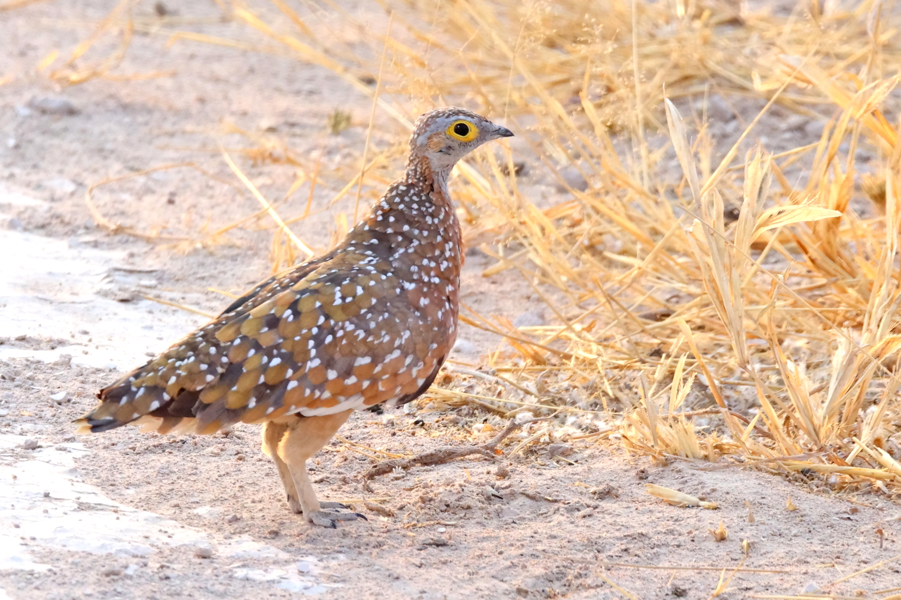 Burchell's Sandgrouse (image by Janos Olah)