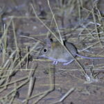 Bushveld Sengi (image by Janos Olah)
