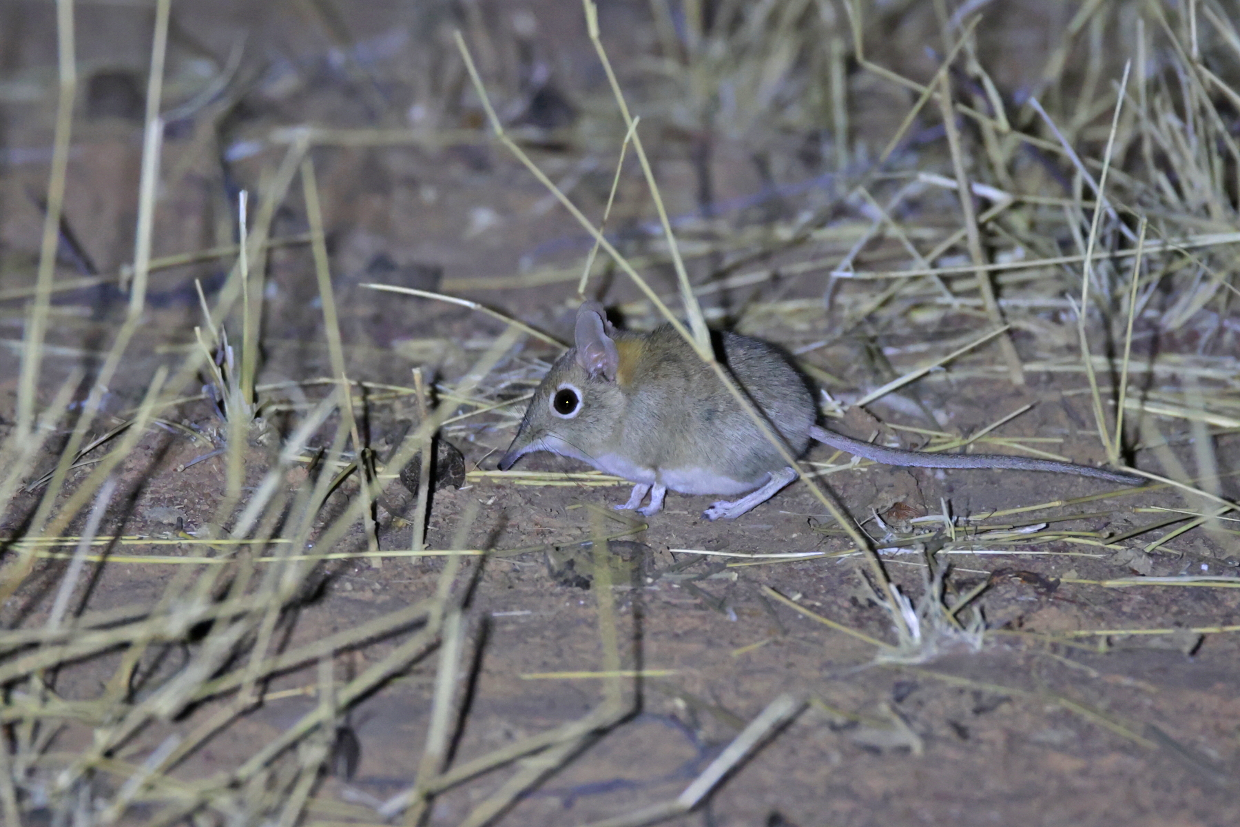Bushveld Sengi (image by Janos Olah)