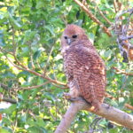 Pel's Fishing Owl (image by Janos Olah)