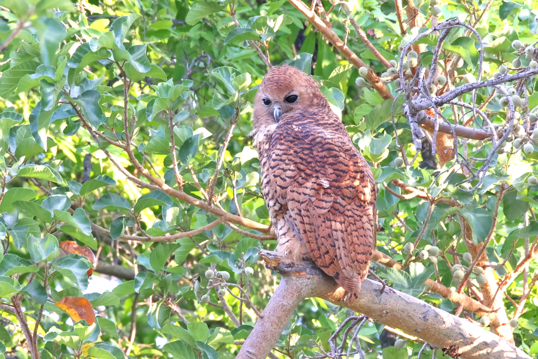 Pel's Fishing Owl (image by Janos Olah)