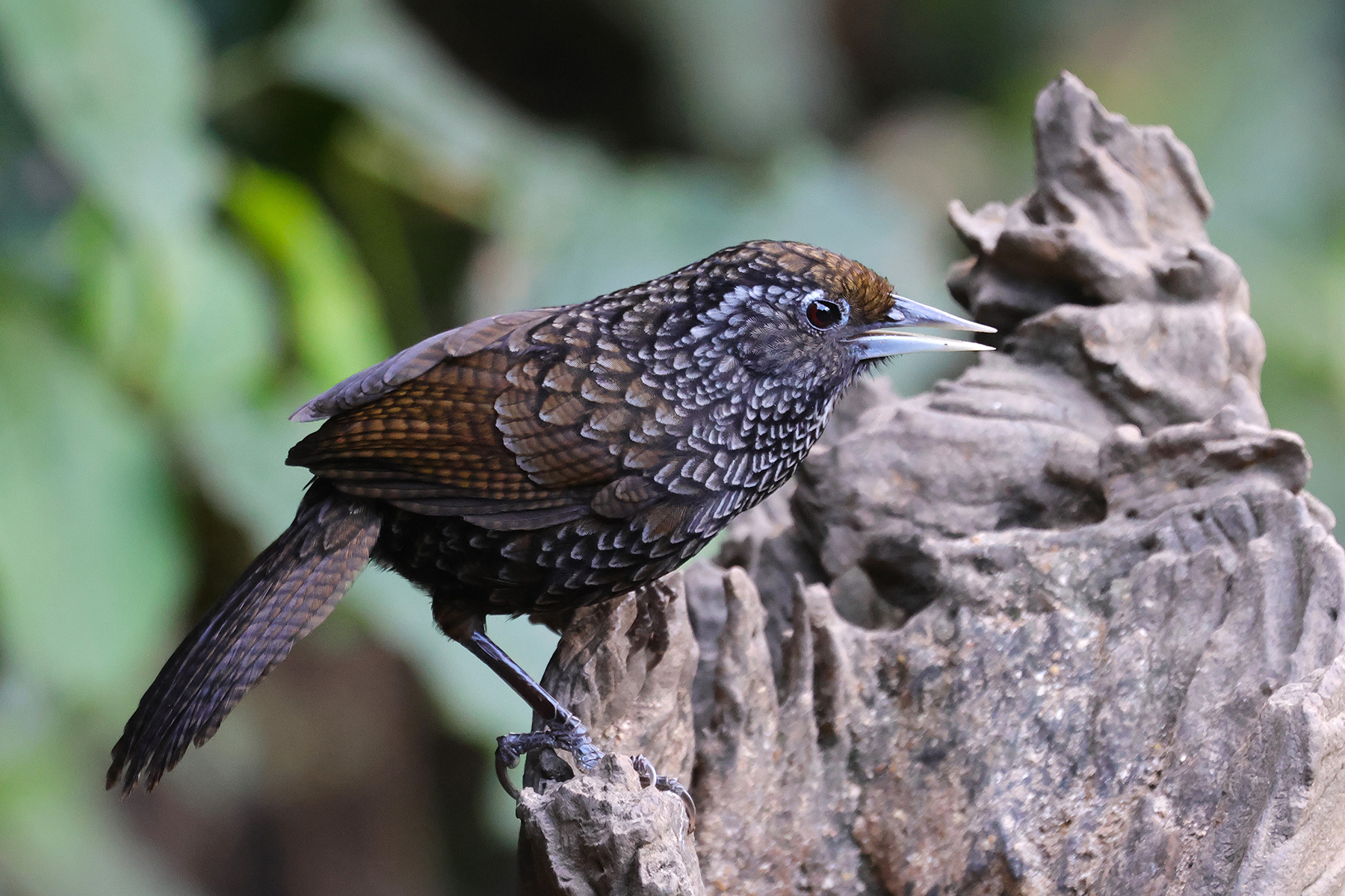 Cachar Wedge-billed Babbler (image by Hannu Jännes)
