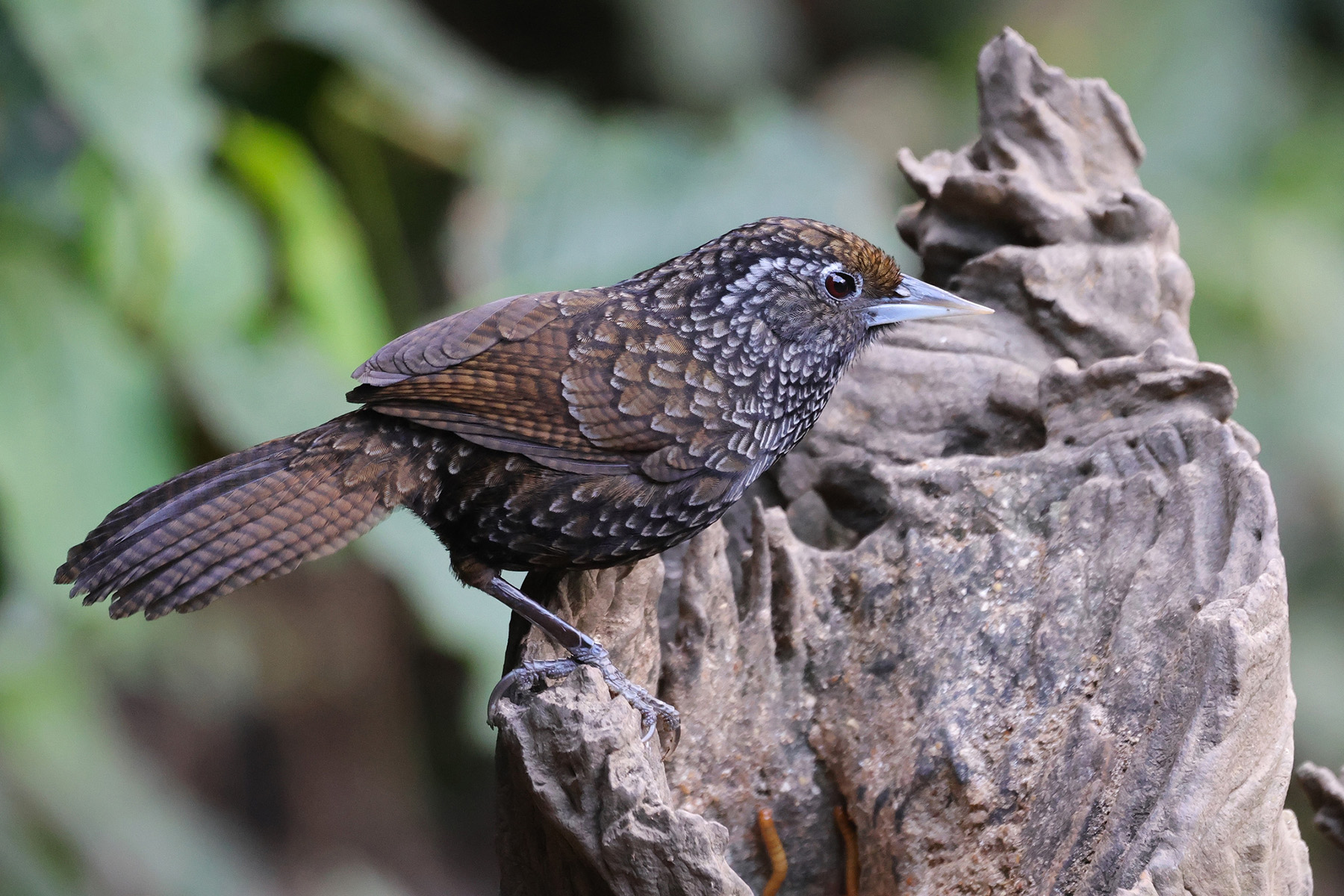 Cachar Wedge-billed Babbler (image by Hannu Jännes)