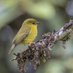 Canary Flyrobin (image by Dáni Balla)