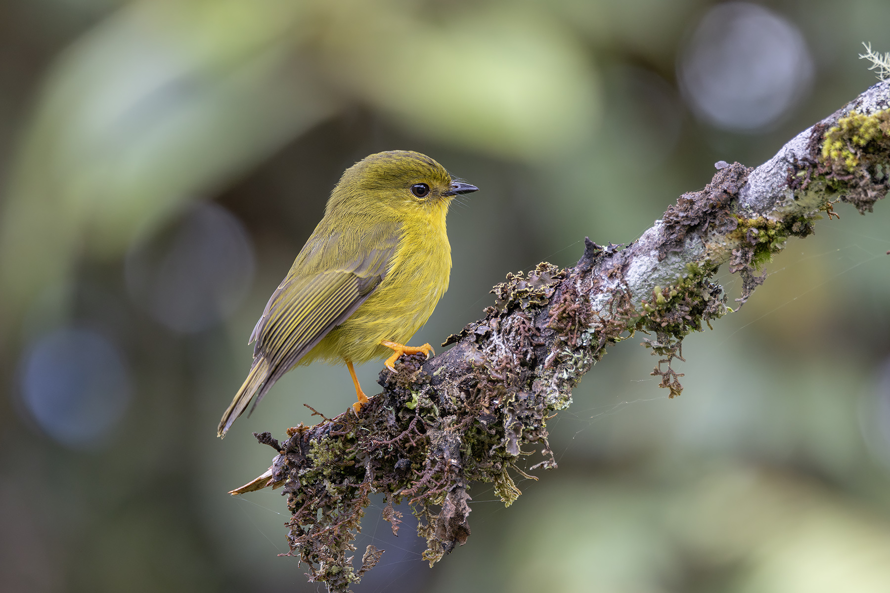 Canary Flyrobin (image by Dáni Balla)