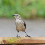 Carib Grackle (image by Diedert Koppenol)