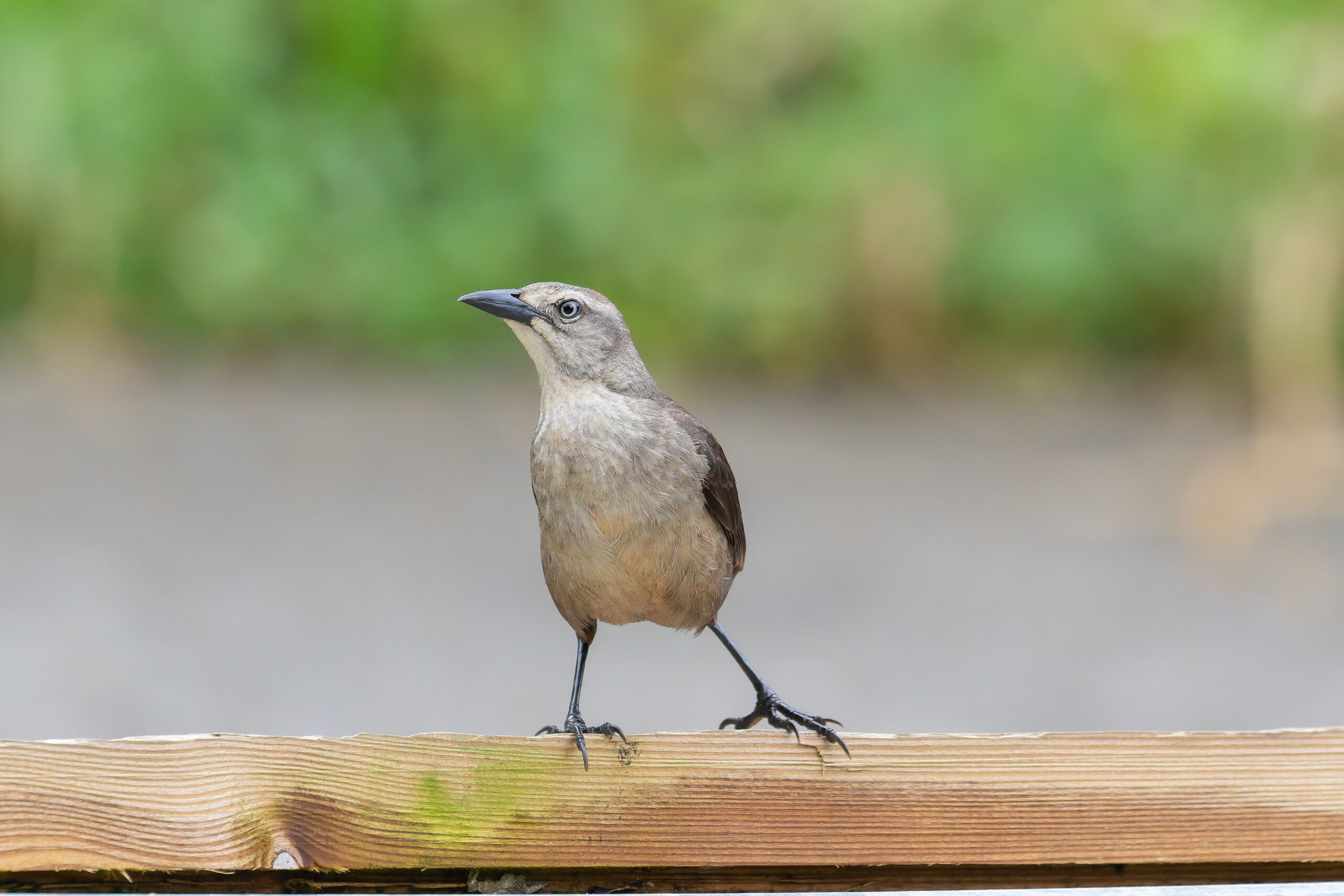 Carib Grackle (image by Diedert Koppenol)