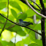 Cerulean Flycatcher (image by Diedert Koppenol)