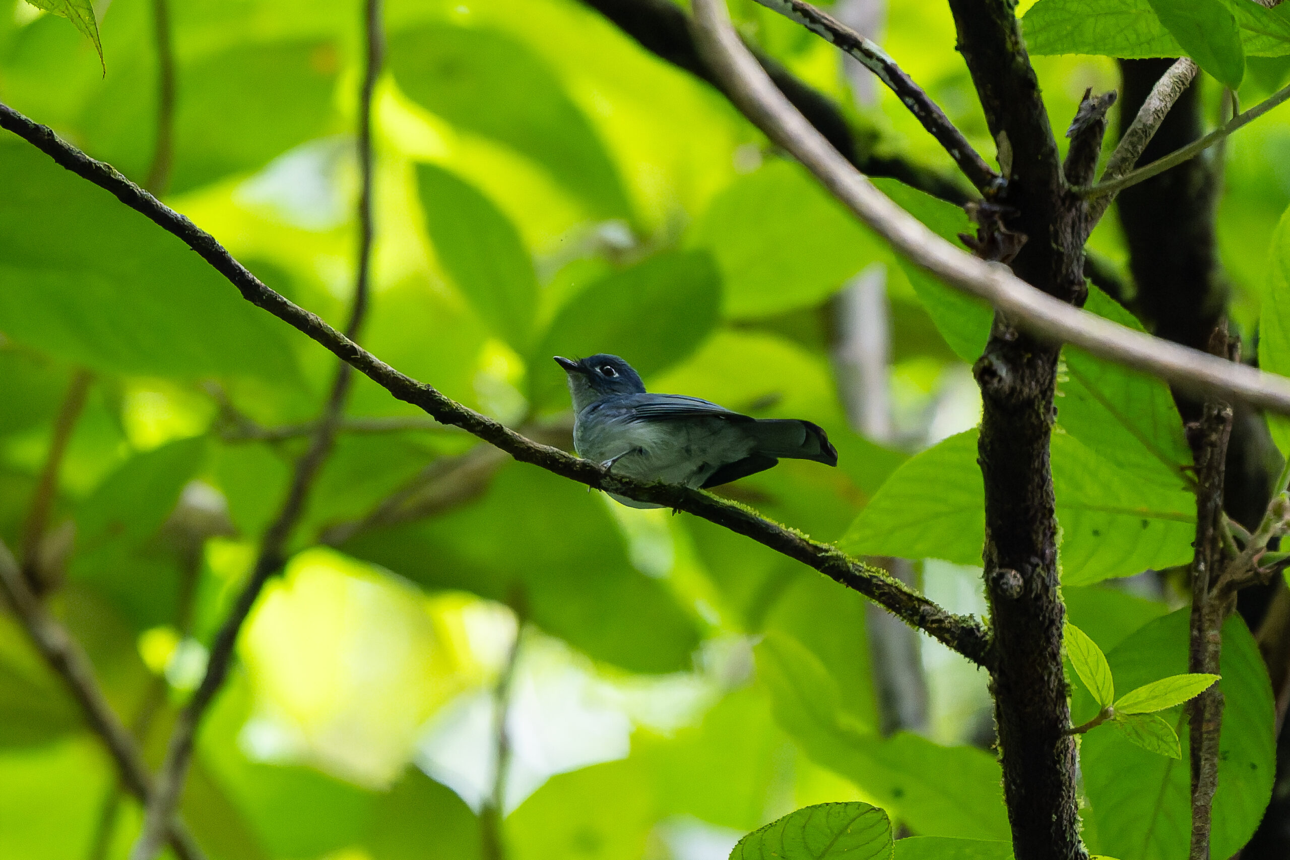 Cerulean Flycatcher (image by Diedert Koppenol)