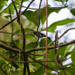 Cerulean Flycatcher (image by Diedert Koppenol)
