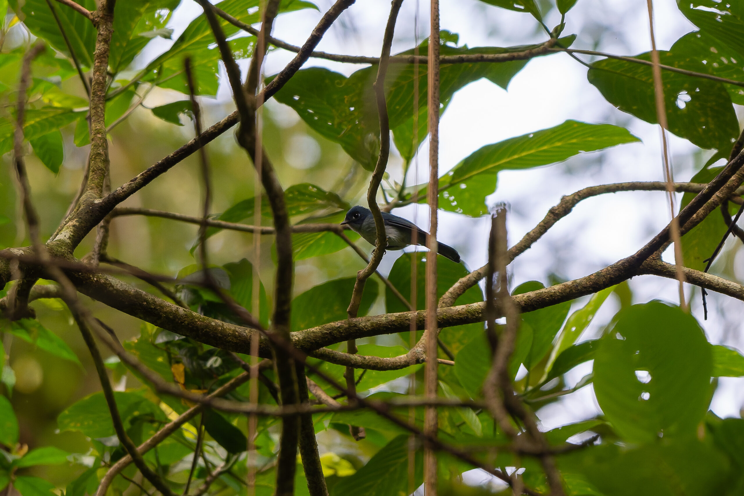 Cerulean Flycatcher (image by Diedert Koppenol)