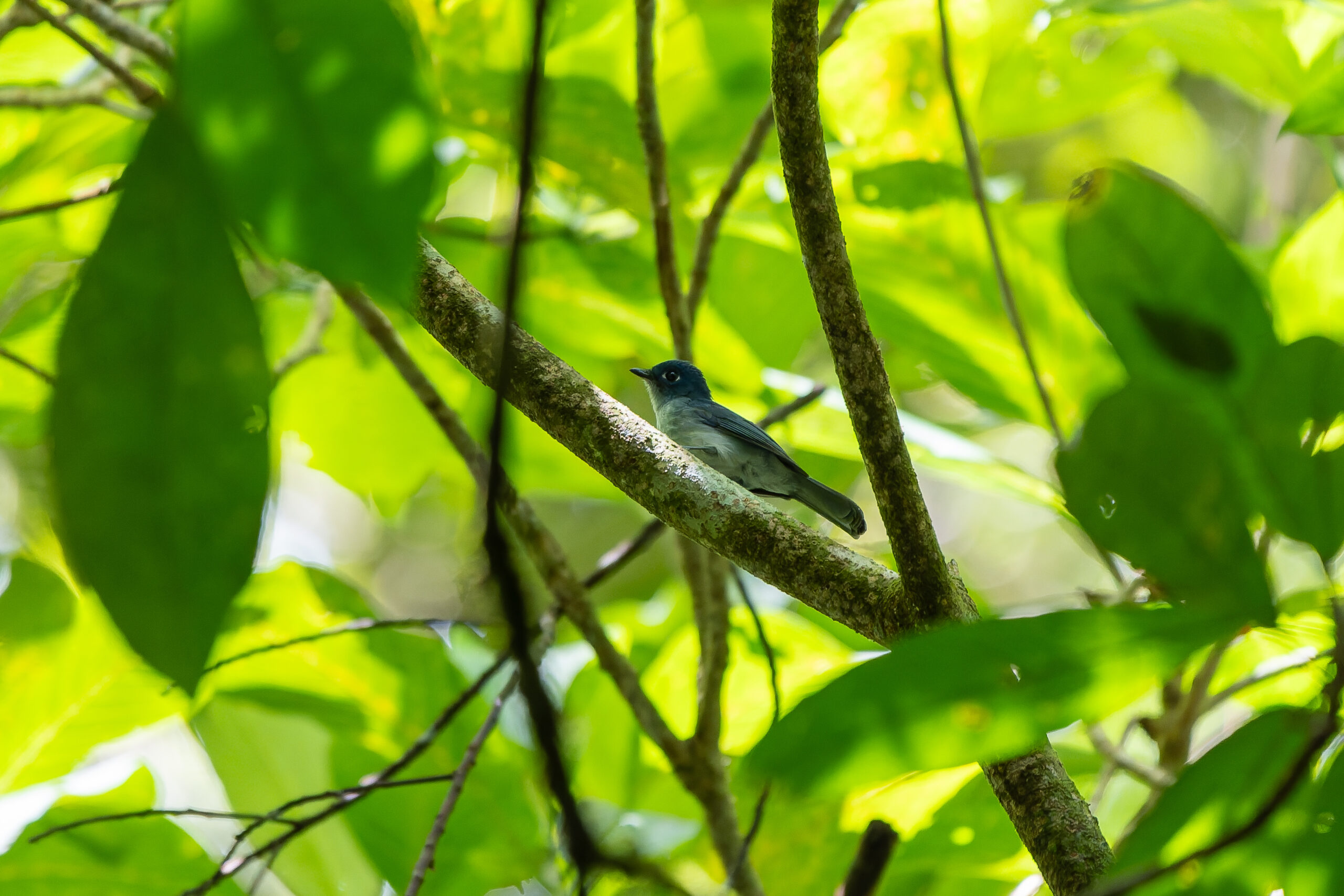 Cerulean Flycatcher (image by Diedert Koppenol)