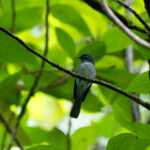 Cerulean Flycatcher (image by Diedert Koppenol)