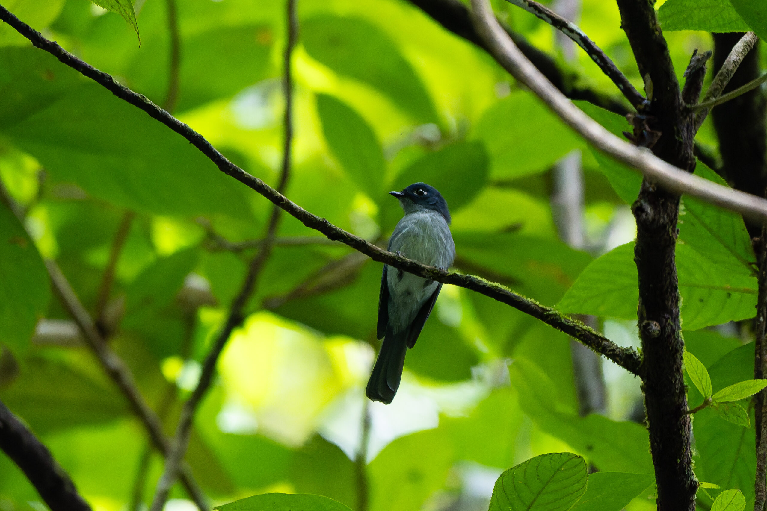 Cerulean Flycatcher (image by Diedert Koppenol)