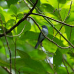 Cerulean Flycatcher (image by Diedert Koppenol)