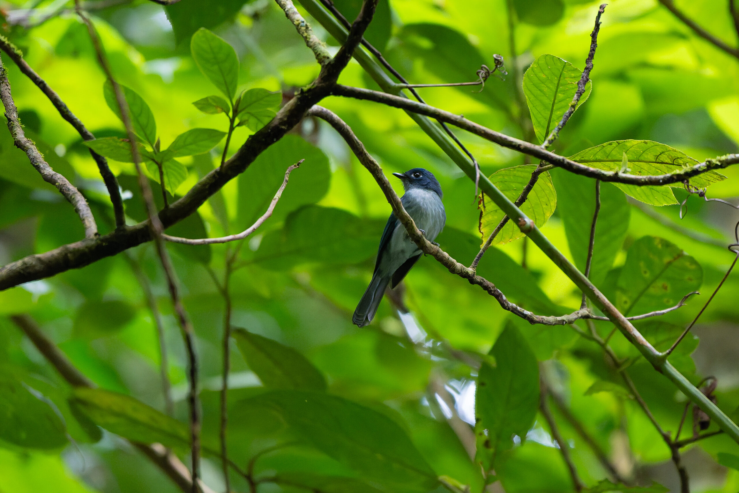 Cerulean Flycatcher (image by Diedert Koppenol)