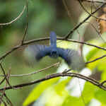 Cerulean Flycatcher (image by Diedert Koppenol)