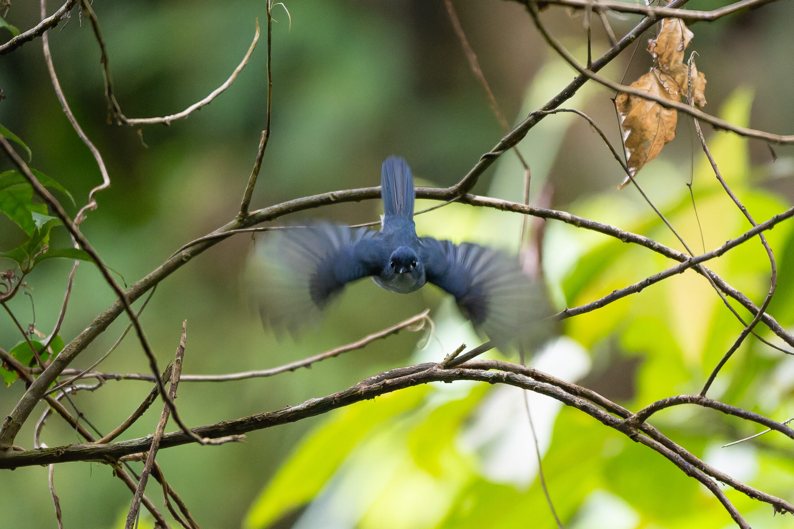 Cerulean Flycatcher (image by Diedert Koppenol)