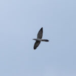 Channel-billed Cuckoo (image by Diedert Koppenol)