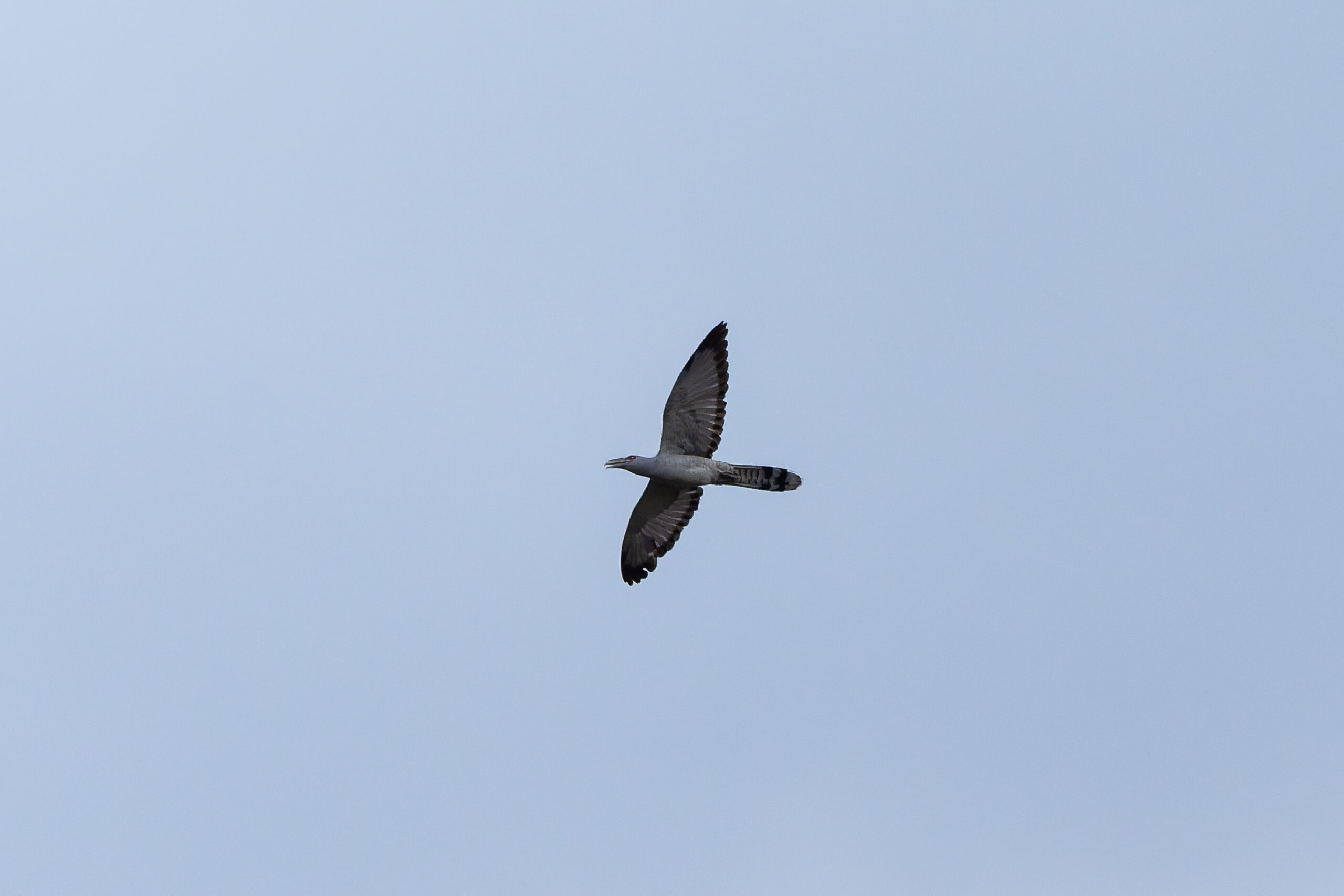 Channel-billed Cuckoo (image by Diedert Koppenol)