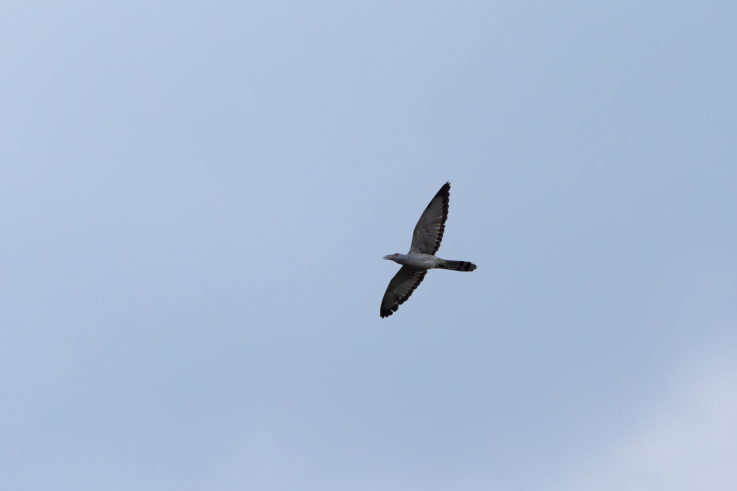 Channel-billed Cuckoo (image by Diedert Koppenol)