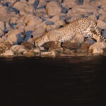 Cheetah (image by Janos Olah)