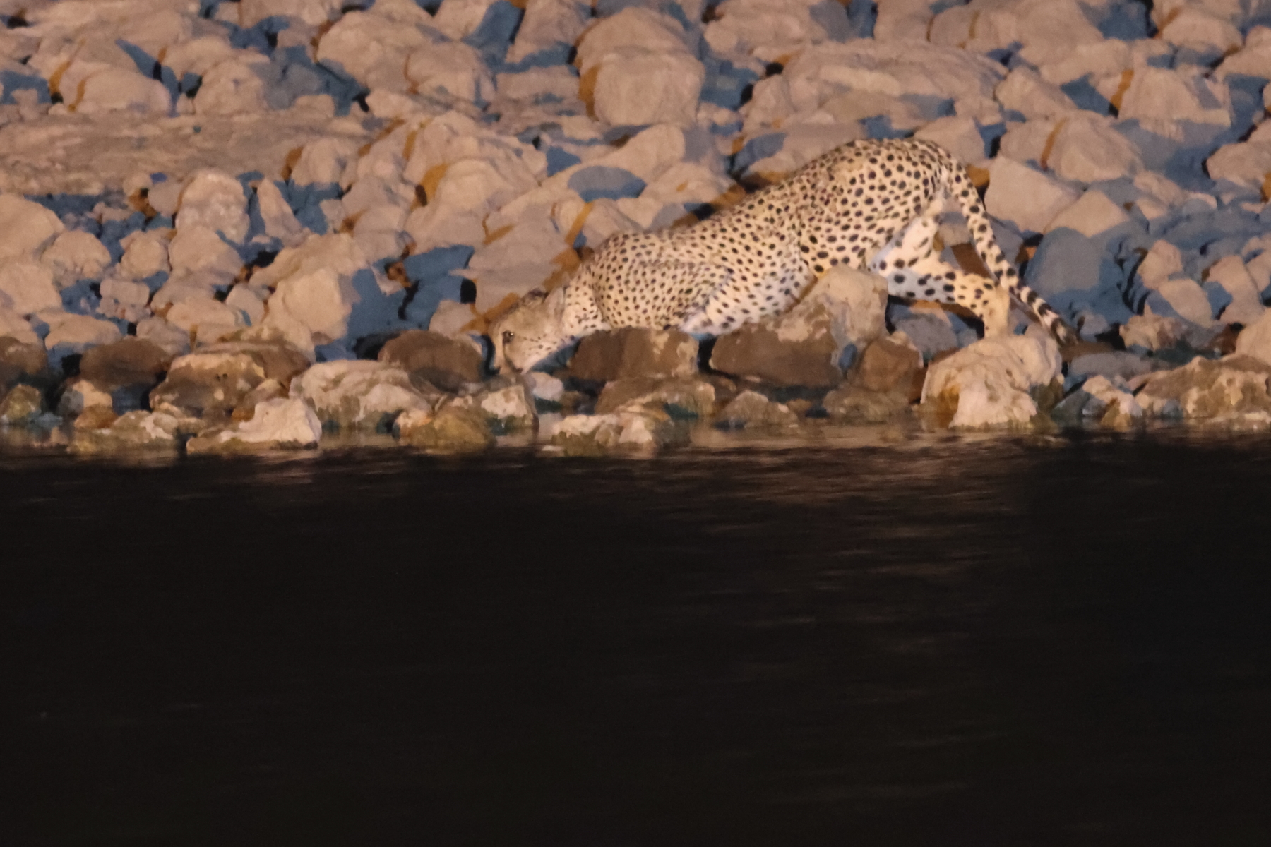 Cheetah (image by Janos Olah)