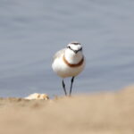 Chestnut-banded Plover (image by Janos Olah)