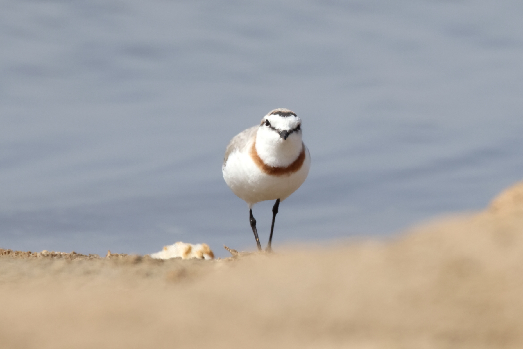 Chestnut-banded Plover (image by Janos Olah)