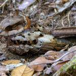 Collared Nightjar (image by Nik Borrow)