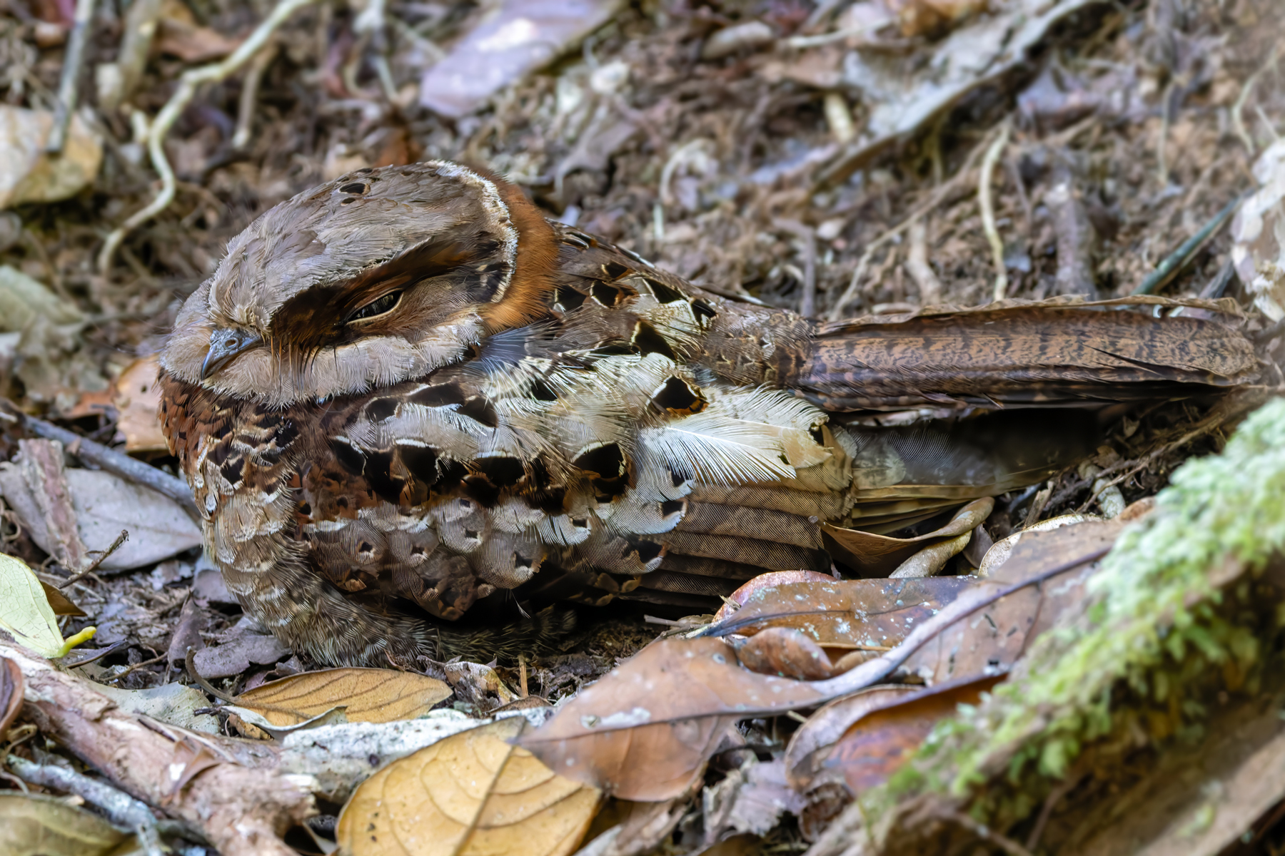 Collared Nightjar (image by Nik Borrow)