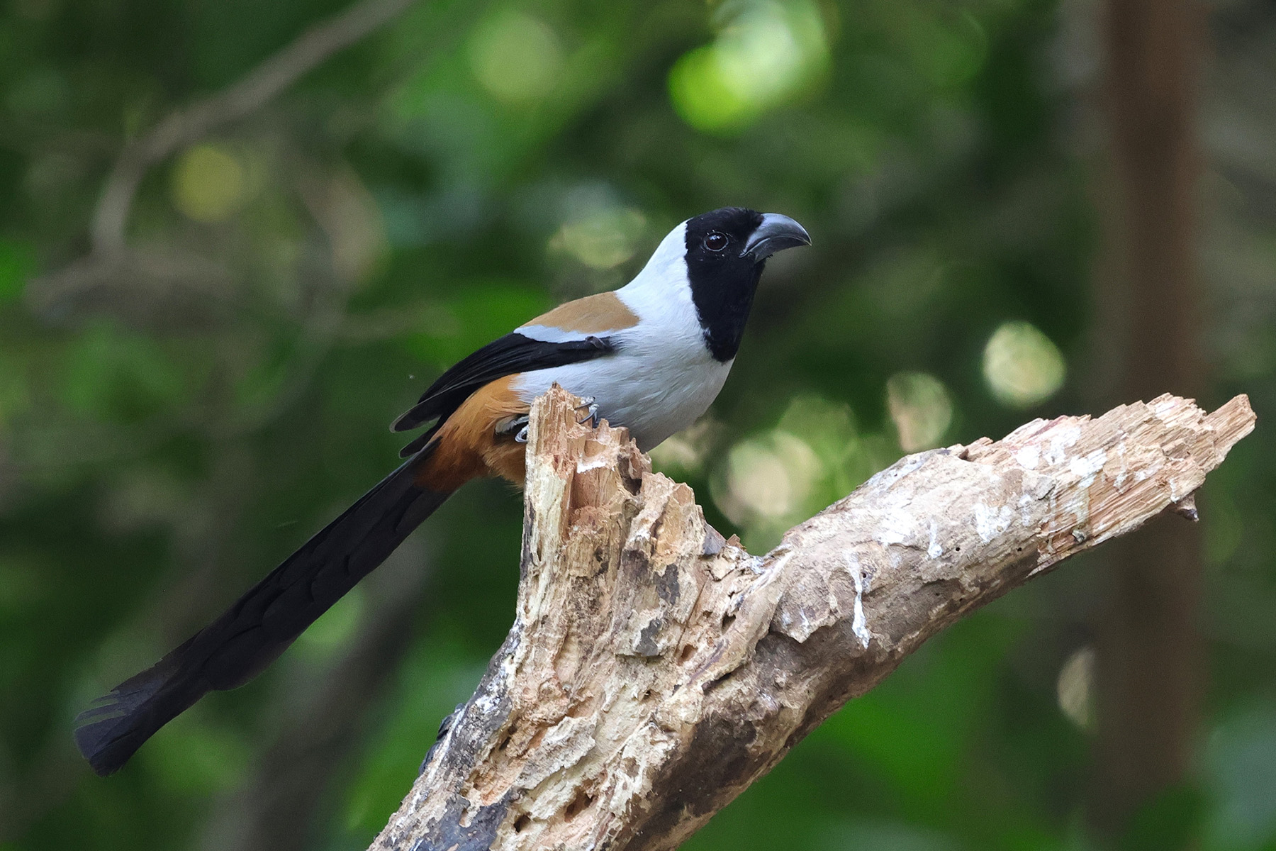 Collared Treepie (image by Hannu Jännes)