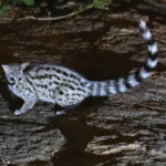 Common Genet (image by Janos Olah)