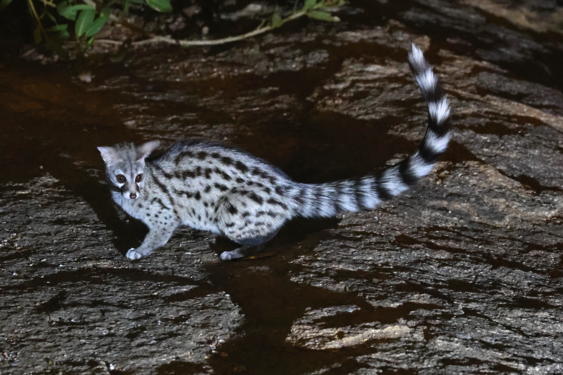 Common Genet (image by Janos Olah)
