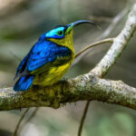 Common Sunbird-Asity (image by Nik Borrow)